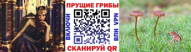 Галлюциногенные грибы Psilocybe  Купить  Мезень 